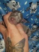 Turk- Pennsylvania , a male Italian Greyhound for sale in Levittown, PA – 3 of 10
