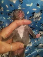 Turk- Pennsylvania , a male Italian Greyhound for sale in Levittown, PA – 7 of 10