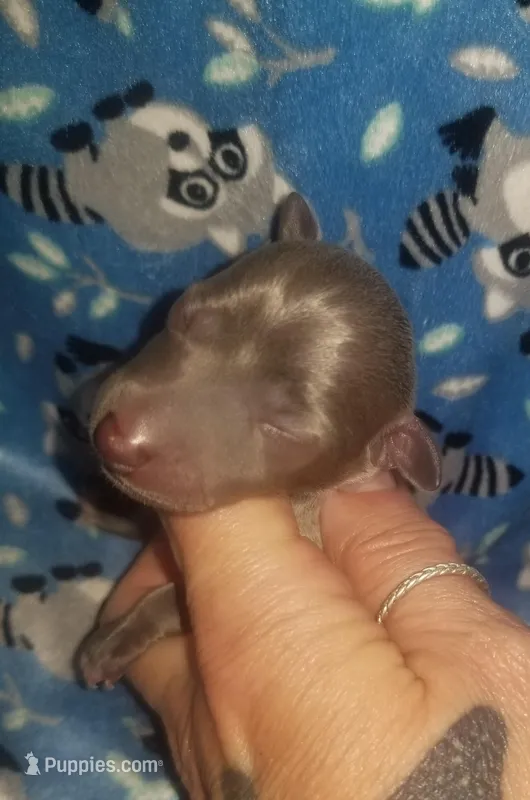 Turk- Pennsylvania  – Italian Greyhound puppy for sale in Levittown, PA