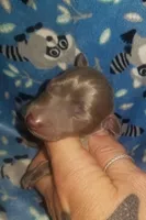 Turk- Pennsylvania , a male Italian Greyhound for sale in Levittown, PA – 1 of 10