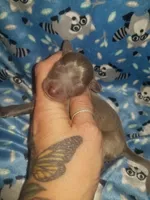 Turk- Pennsylvania , a male Italian Greyhound for sale in Levittown, PA – 4 of 10