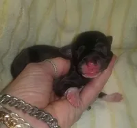 Orion Pennsylvania , a male Italian Greyhound for sale in Levittown, PA – Photo 1 of 9