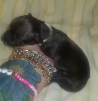 Orion Pennsylvania , a male Italian Greyhound for sale in Levittown, PA – Photo 9 of 9