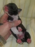 Orion Pennsylvania , a male Italian Greyhound for sale in Levittown, PA – Photo 3 of 9