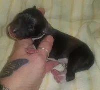 Orion Pennsylvania , a male Italian Greyhound for sale in Levittown, PA – Photo 5 of 9