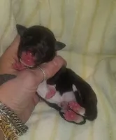 Orion Pennsylvania , a male Italian Greyhound for sale in Levittown, PA – Photo 2 of 9