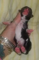 Orion Pennsylvania , a male Italian Greyhound for sale in Levittown, PA – Photo 8 of 9