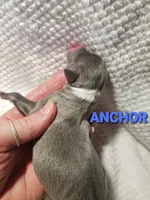Anchor- Pennsylvania , a male Italian Greyhound for sale in Levittown, PA – 6 of 9