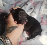 Boomer- Pennsylvania , a male Italian Greyhound for sale in Levittown, PA – 10 of 10