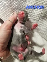 Anchor- Pennsylvania , a male Italian Greyhound for sale in Levittown, PA – 9 of 9