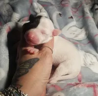 Flash- Pennsylvania , a male Italian Greyhound for sale in Levittown, PA – 5 of 10