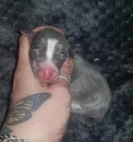 Tucker- Pennsylvania , a male Italian Greyhound for sale in Levittown, PA – 3 of 10