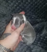 Tucker- Pennsylvania , a male Italian Greyhound for sale in Levittown, PA – 4 of 10