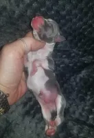 Tucker- Pennsylvania , a male Italian Greyhound for sale in Levittown, PA – 8 of 10