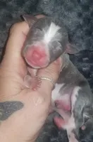 Tucker- Pennsylvania , a male Italian Greyhound for sale in Levittown, PA – 2 of 10
