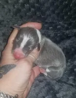 Tucker- Pennsylvania , a male Italian Greyhound for sale in Levittown, PA – 1 of 10