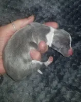 Tucker- Pennsylvania , a male Italian Greyhound for sale in Levittown, PA – 5 of 10