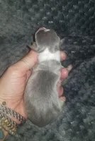 Tucker- Pennsylvania , a male Italian Greyhound for sale in Levittown, PA – 6 of 10
