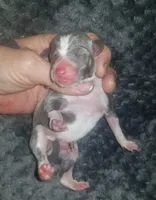 Tucker- Pennsylvania , a male Italian Greyhound for sale in Levittown, PA – 7 of 10