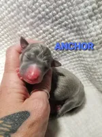 Anchor- Pennsylvania , a male Italian Greyhound for sale in Levittown, PA – 3 of 9