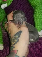 Glory- Pennsylvania , a female Italian Greyhound for sale in Levittown, PA – 5 of 9