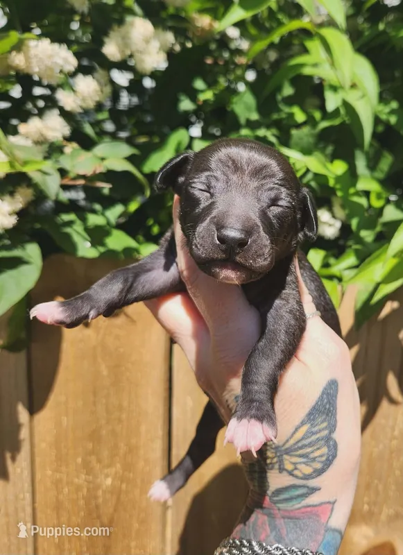 Boomer- Pennsylvania  – Italian Greyhound puppy for sale in Levittown, PA