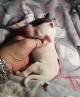 Flash- Pennsylvania , a male Italian Greyhound for sale in Levittown, PA – 4 of 10