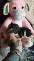 Genesis- Pennsylvania, a female Italian Greyhound for sale in Levittown, PA – 4 of 10