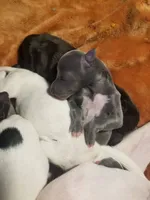 Glory- Pennsylvania , a female Italian Greyhound for sale in Levittown, PA – 8 of 9