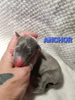 Anchor- Pennsylvania , a male Italian Greyhound for sale in Levittown, PA – 1 of 9