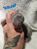 Aslan- Pennsylvania , a male Italian Greyhound for sale in Levittown, PA – 2 of 8