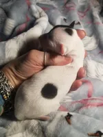 Flash- Pennsylvania , a male Italian Greyhound for sale in Levittown, PA – 8 of 10
