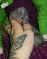 Glory- Pennsylvania , a female Italian Greyhound for sale in Levittown, PA – 4 of 9