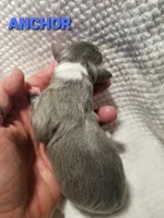 Anchor- Pennsylvania , a male Italian Greyhound for sale in Levittown, PA – 8 of 9