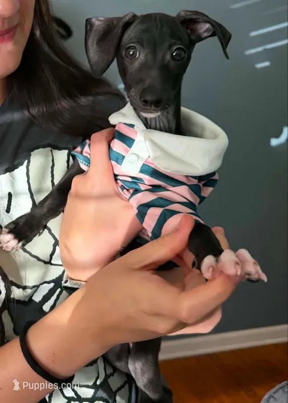 Boomer- Pennsylvania – Italian Greyhound puppy for sale in Levittown, PA