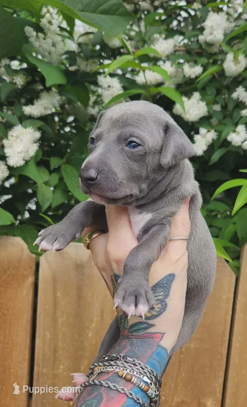 Asher- Pennsylvania  – Italian Greyhound puppy for sale in Levittown, PA