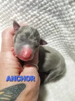 Anchor- Pennsylvania , a male Italian Greyhound for sale in Levittown, PA – 5 of 9