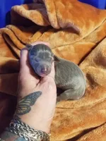 Glory- Pennsylvania , a female Italian Greyhound for sale in Levittown, PA – 9 of 9