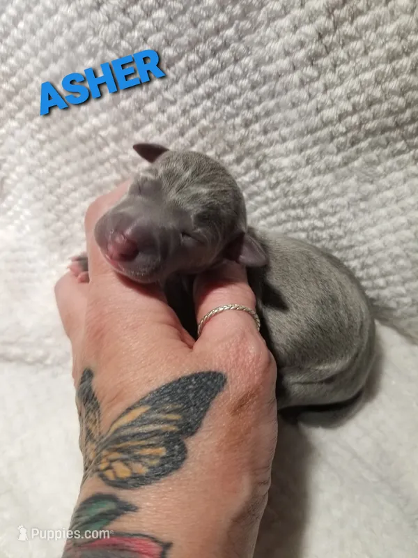 Asher- Pennsylvania  – Italian Greyhound puppy for sale in Levittown, PA