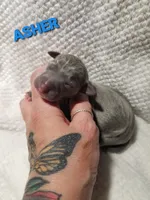 Asher- Pennsylvania , a male Italian Greyhound for sale in Levittown, PA – 1 of 7