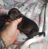 Boomer- Pennsylvania , a male Italian Greyhound for sale in Levittown, PA – 7 of 10