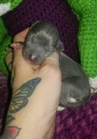 Glory- Pennsylvania , a female Italian Greyhound for sale in Levittown, PA – 2 of 9