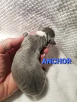 Anchor- Pennsylvania , a male Italian Greyhound for sale in Levittown, PA – 7 of 9