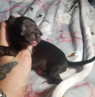 Boomer- Pennsylvania , a male Italian Greyhound for sale in Levittown, PA – 3 of 10