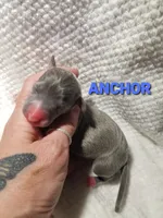 Anchor- Pennsylvania , a male Italian Greyhound for sale in Levittown, PA – 2 of 9