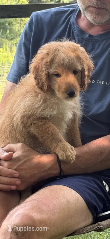 Coach – Aussiedoodle puppy for sale in Asheville, NC