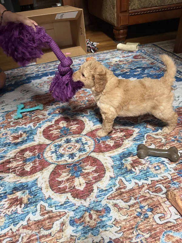 Charlie – Aussiedoodle puppy for sale in Asheville, NC
