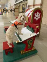 Cirie, a female Aussiedoodle for sale in Asheville, NC – 4 of 4