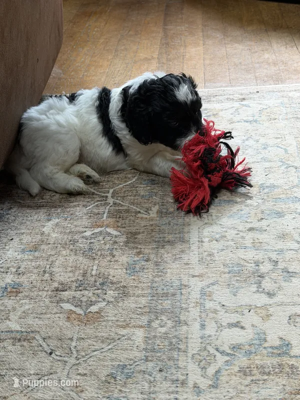 Rizzo – Aussiedoodle puppy for sale in Asheville, NC