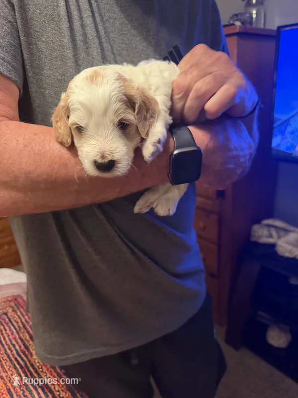 Ozzy – Aussiedoodle puppy for sale in Asheville, NC